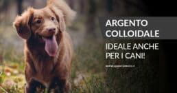 Banner - Argento Colloidale Cani