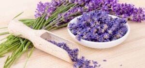 olio_essenziale_di_lavanda_proprieta_copertina-1200x565
