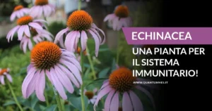 Banner - ECHINACEA