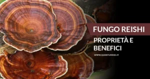 Banner - FUNGO REISHI