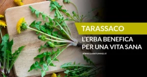 Banner - TARASSACO